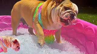 Cute Bulldog Gets HER Own ICE POOL for First TIME [upl. by Ikoek]