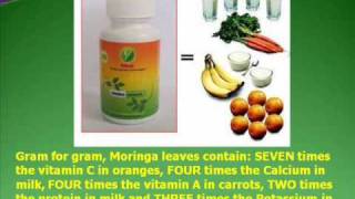 How to become a Moringa Distributor [upl. by Templeton603]