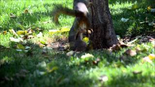 Ritual of mating  Squirrels [upl. by Stanislaw]