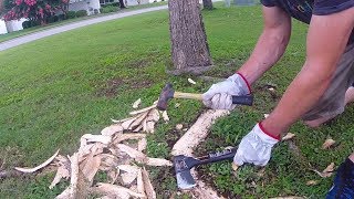 Exposed Tree Roots In Lawn Removed By Hand [upl. by Yancy307]