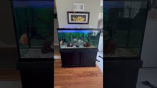 100 gallon fish tank with iridescent shark silver dollars discus bichirs and pictus catfish [upl. by Neemsaj]