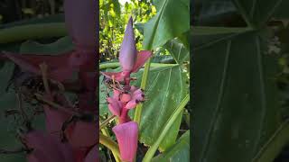 Pink banana  Musa velutina plant available [upl. by Ayanahs255]