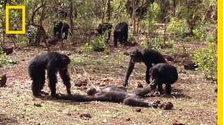 Aftermath of a Chimpanzee Murder Caught in Rare Video  National Geographic [upl. by Radmilla]