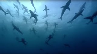 Why are Thousands of Sharks Gathering Here  Blue Planet  BBC Earth [upl. by Ille201]