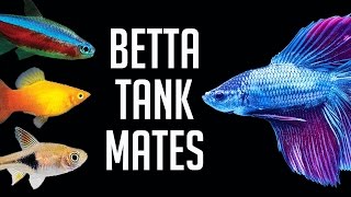 Compatible Tank Mates for Betta Fish [upl. by Yelrebmik]