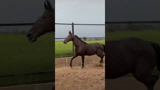 horse horselover horseriding automobile animals ghoda short shortsvideo shorts rip sad [upl. by Forkey]