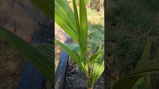 Cocos Nucifera in the California desert zone 10a [upl. by Ennaitsirhc]