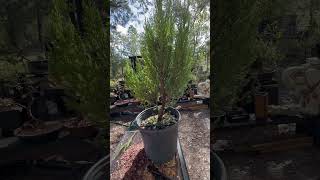 BONSAI NOT A CEDER BUT BLUE POINT JUNIPER”… NURSERY STOCK TO BE SHAPE part one [upl. by Cho]