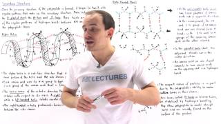 Secondary Structure of Proteins [upl. by Selokcin182]