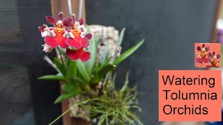 Watering Tolumnia Orchids  Indoors amp Outdoors [upl. by Fernand]