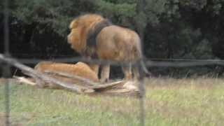 Lion qui rugit au zoo de la Barben [upl. by Navert746]