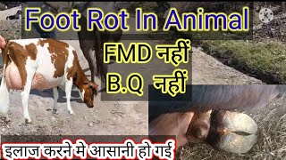 Foot Rot In Animal Foot Rot In Buffalo foot rot treatment Vet इलाज आसान कर दिया [upl. by Annaujat]