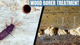 Wood borer treatment  How to get rid of wood borer  difference between termites and wood borer [upl. by Esiuqcaj]