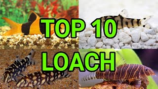 TOP 10  LOACH Fish Types  AQUARIUM [upl. by Novonod]