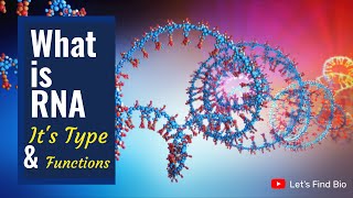 What is RNA   Its Type amp Functions  Biology  Lets Find Bio [upl. by Oribella]