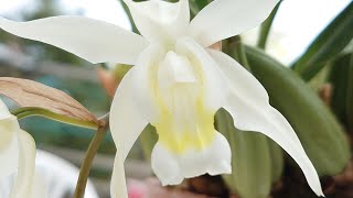 Coelogyne Intermedia [upl. by Moreen949]