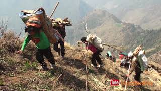 Load carry to the Himalaya  यार्सा टिपन जानेहरु भारी बोकेर उकालो चढदै  yarsagumba [upl. by Novart252]