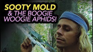 Sooty Mold amp The Boogie Woogie Aphids [upl. by Ardnuahs]