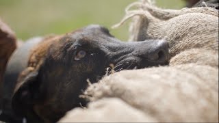 PROTECTION DOG TRAININGSOUTH BAY MALINOIS [upl. by Anstice466]