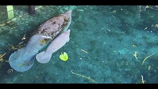 Silver Springs Above Water Manatee Camera [upl. by Chancellor715]