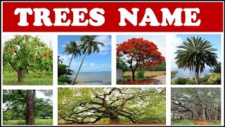 Trees Names  Names of trees for kids  Names of Trees in English  Names of Trees with pictures [upl. by Odiug556]