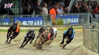 Greyhound Race  Dog Racing [upl. by Michelle797]