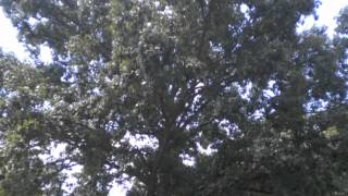 Quercus bicolor Swamp White Oak [upl. by Kho]