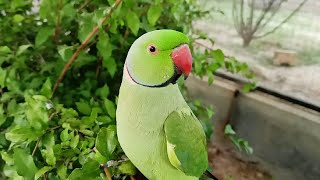 Talking Indian Ringneck Parrot [upl. by Doyle]