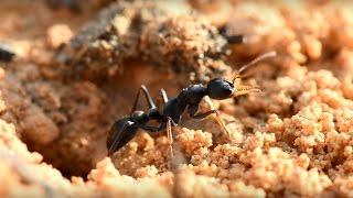 BLACK BULL ANTS  Myrmecia pilosula [upl. by Herstein]