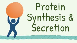 9 INTERESTING FACTS about Protein Synthesis and Secretion that Nobody Tells You [upl. by Alberic]