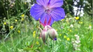 Meadow Cranesbill Geranium Pratense  20120612 [upl. by Merrell]