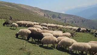 alborz sheep [upl. by Angid]