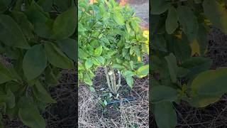 Maclura cochinchinensis Grafted onto Osage Orange Rootstock [upl. by Laerol]