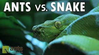 Ants vs Snake [upl. by Aneeb]