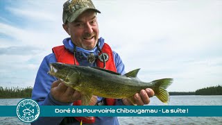 Doré à la Pourvoirie Chibougamau  La suite [upl. by Alleuqahs459]