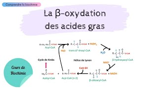 MÉTABOLISME DES LIPIDES  La bêtaoxydation des acides gras  Partie 1  Biochimie Facile [upl. by Asiret873]