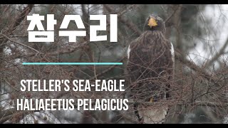 휴식중인 참수리 Stellers seaeagle eagle 1분새 [upl. by Ina]