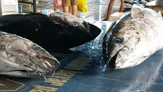 Live 20 Aug 24 ‼️🔥 Cutting fresh yellowfin tuna by skilled hands at Sorong Fish Market West Papua [upl. by Roscoe912]