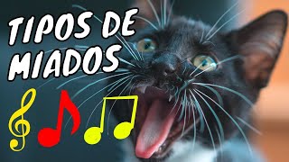 Gato Miando  8 Sons de Gatos e seus Significados  SURPREENDENTE Os Tipos de Miados de Gatos [upl. by Bijan]