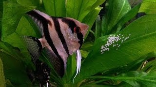 How To Breed Angelfish Plus Raise Fry [upl. by Marienthal470]