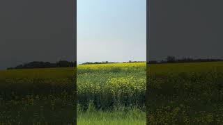 Canola Fields [upl. by Hammerskjold529]