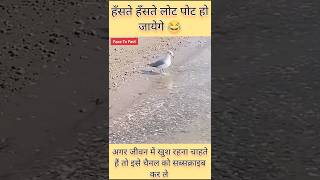 कमाल की कबूतर हैं 😂  funny video  comedy video shorts funnyvideos comedyvideos anshht shorts [upl. by Eaned973]