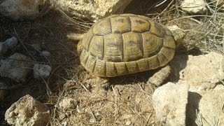 Tortuga mora Testudo graeca Un reptil precioso y espectacular GONZALO [upl. by Gratt]