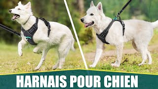 LE MEILLEUR HARNAIS ANTITRACTION POUR CHIEN  Rabbitgoo [upl. by Bartolomeo77]