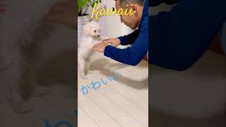 Kawaii Maru chan Itsumo suno kanji desu music love puppy tinypets doglife doglover poodle [upl. by Nodnarg]