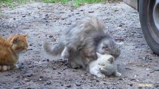 Accouplement de chats  Groupe de chats saccouplant dans la rue [upl. by Nwahsat]