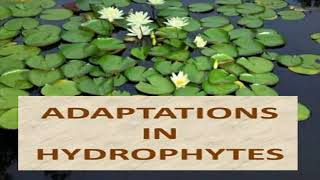 Adaptations of Hydrophytes [upl. by Accever]