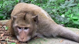 OMG Pity Male monkey frustrated with left leg problem he has difficulty finding food [upl. by Brothers703]