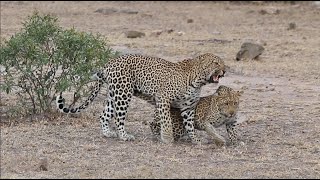 One of the Rarest Kruger Park Sightings You Will Ever See [upl. by Aivad]