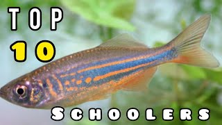 The BEST SCHOOLING FISH for your AQUARIUM [upl. by Sisely]